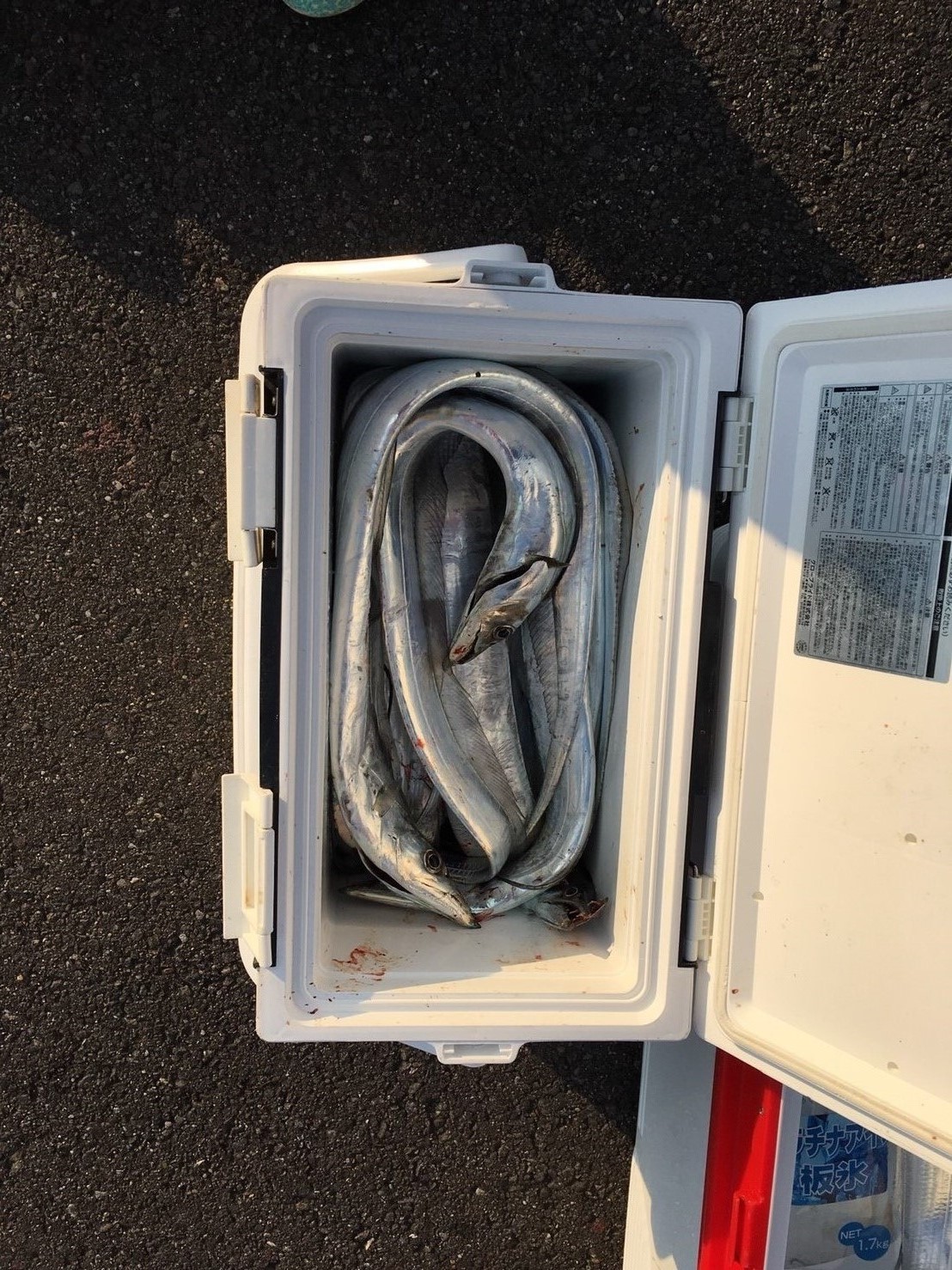 2016�N11��3���̒މʌ���