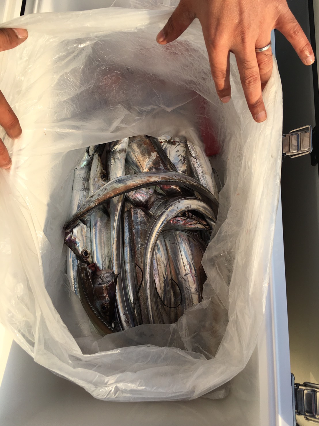 2016�N11��3���̒މʌ���