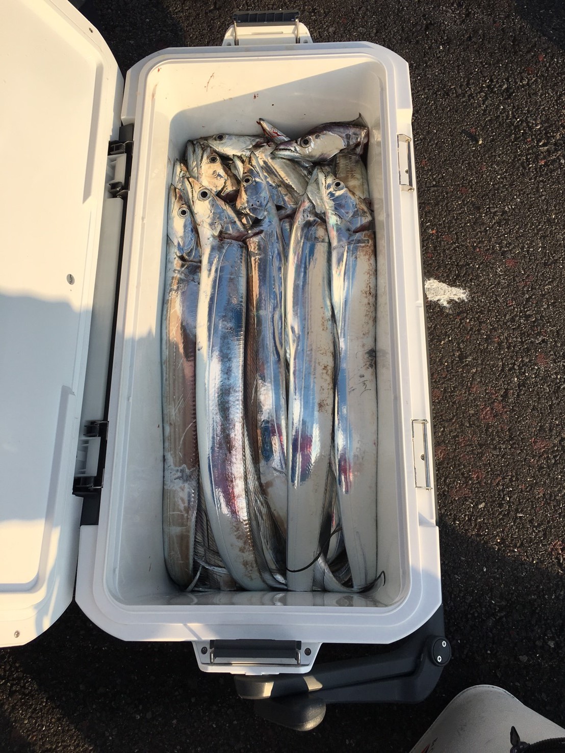 2016�N11��3���̒މʌ���