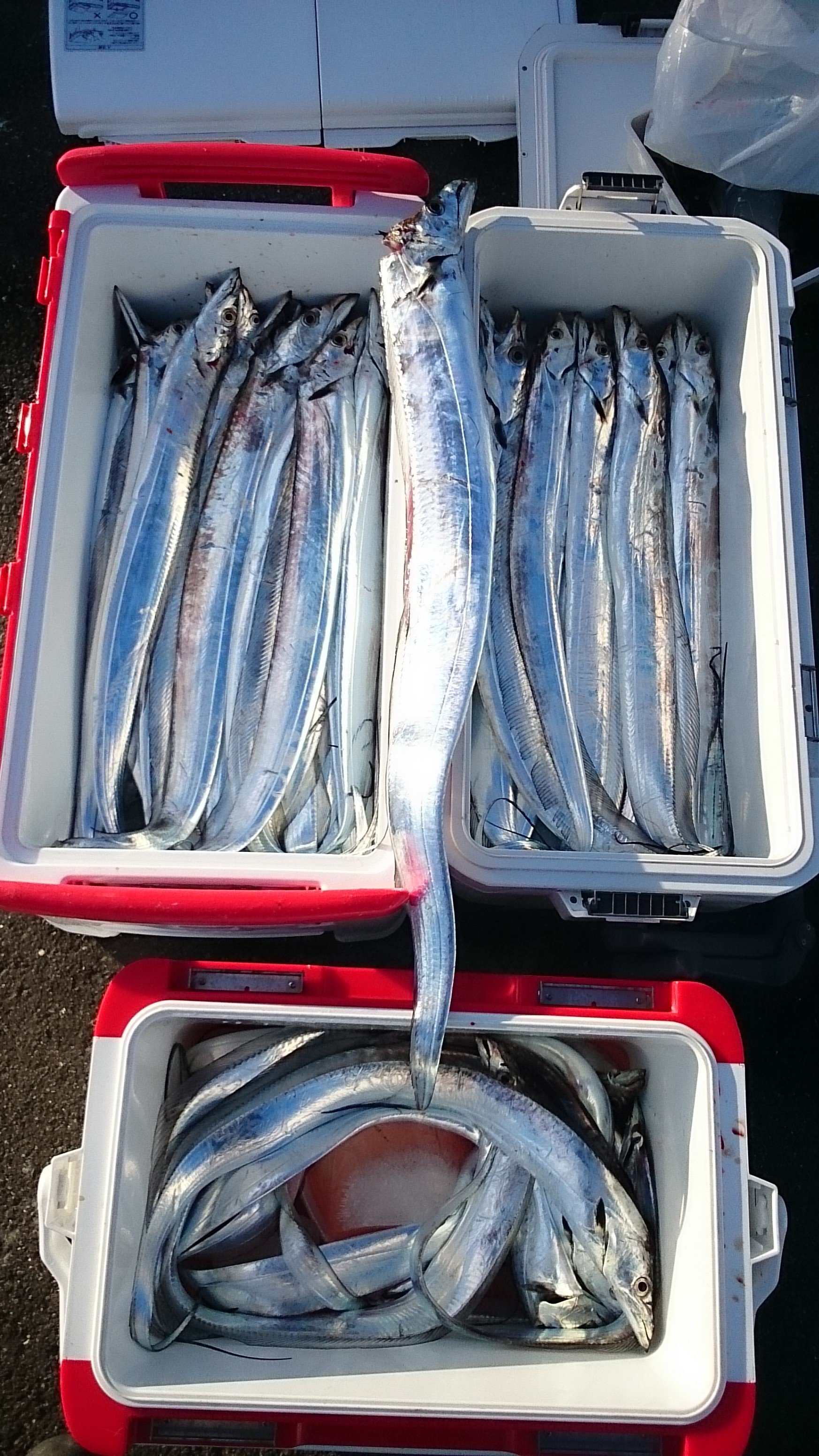 2016�N,12��3��,�^�`�E�I�ނ�,�މʌ���