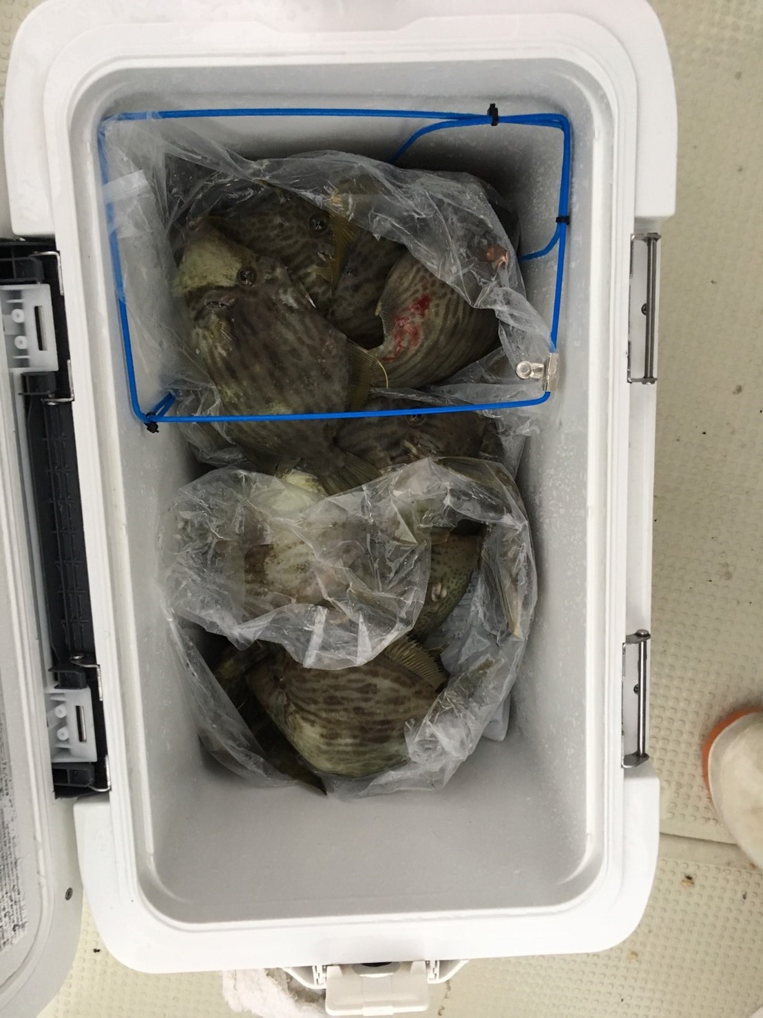 2016�N,12��4��,�J���n�M�ނ�,�މʌ���