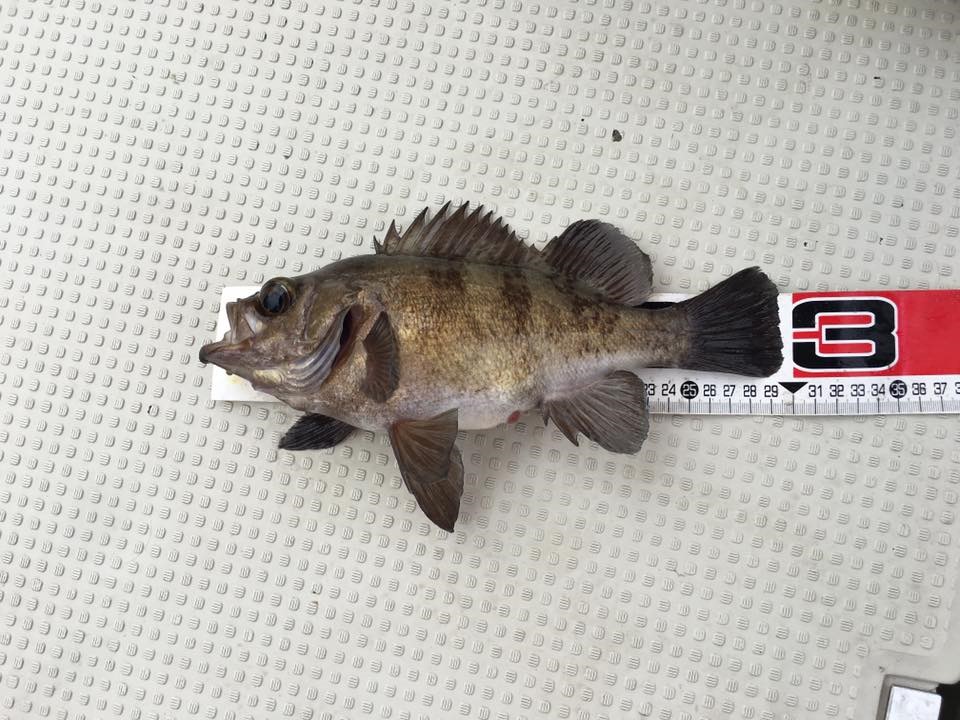 2017�N,4��2��,���o���ނ�,�މ�