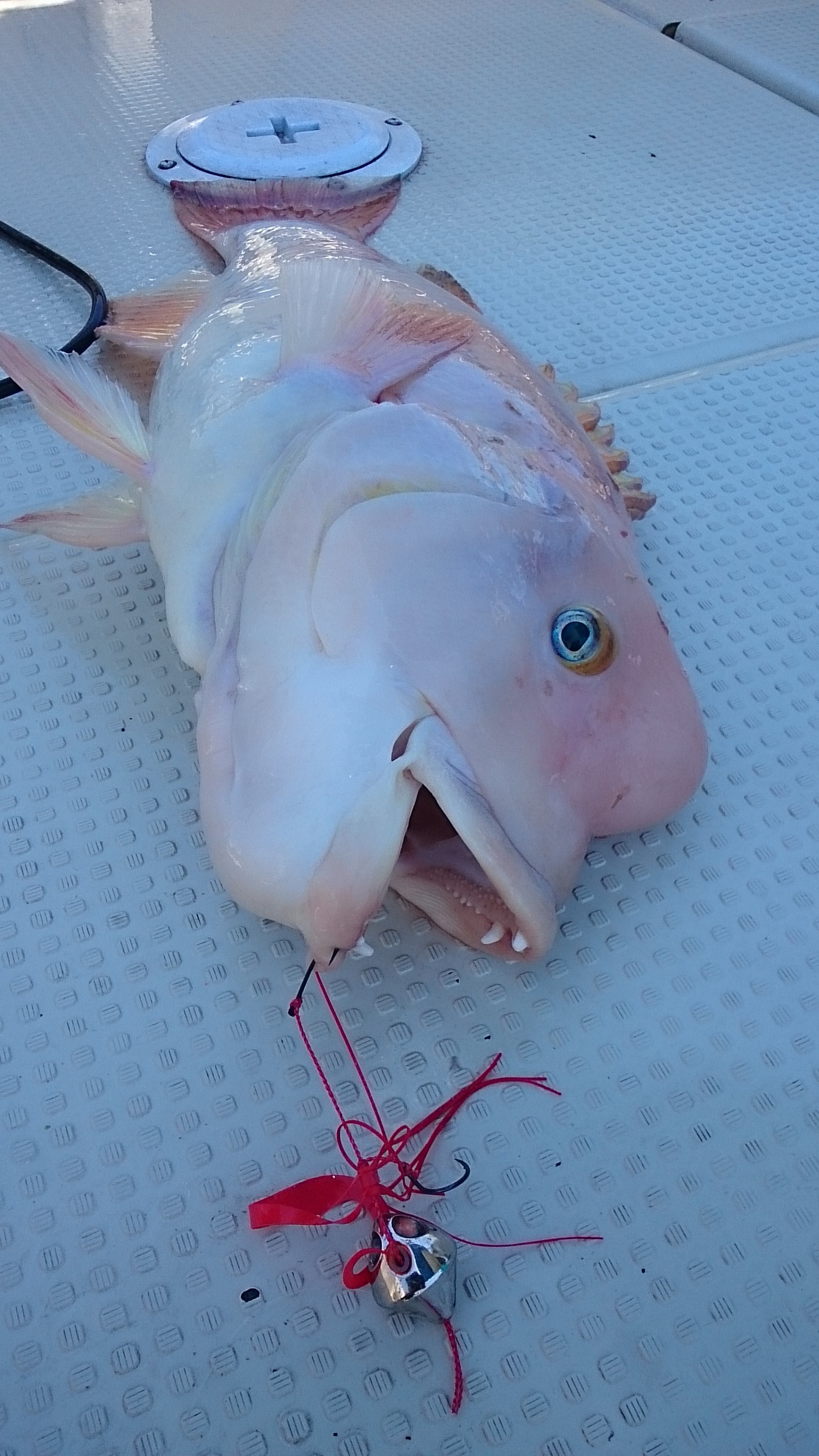 ���R,�V���D,�}�����Q�[�g,2017�N,6��4��,�^�C���o,�މ�