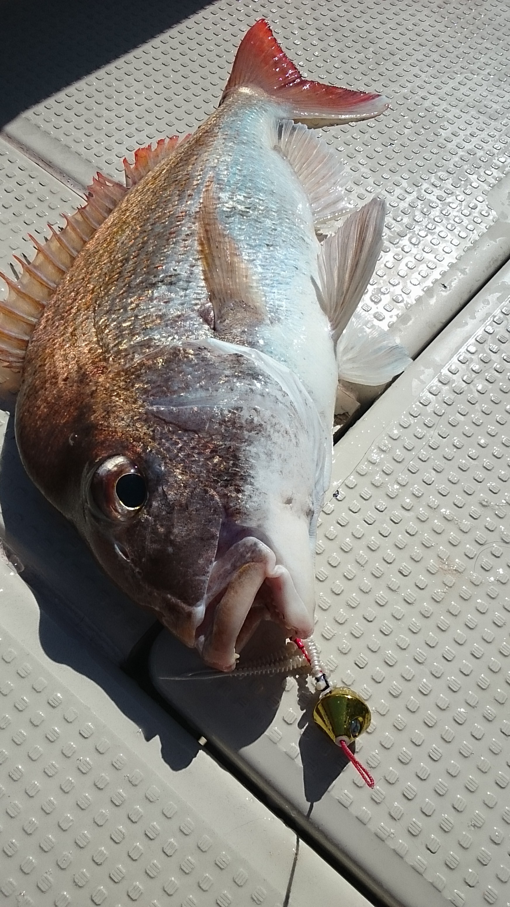 ���R,�V���D,�}�����Q�[�g,2017�N,6��4��,�^�C���o,�މ�