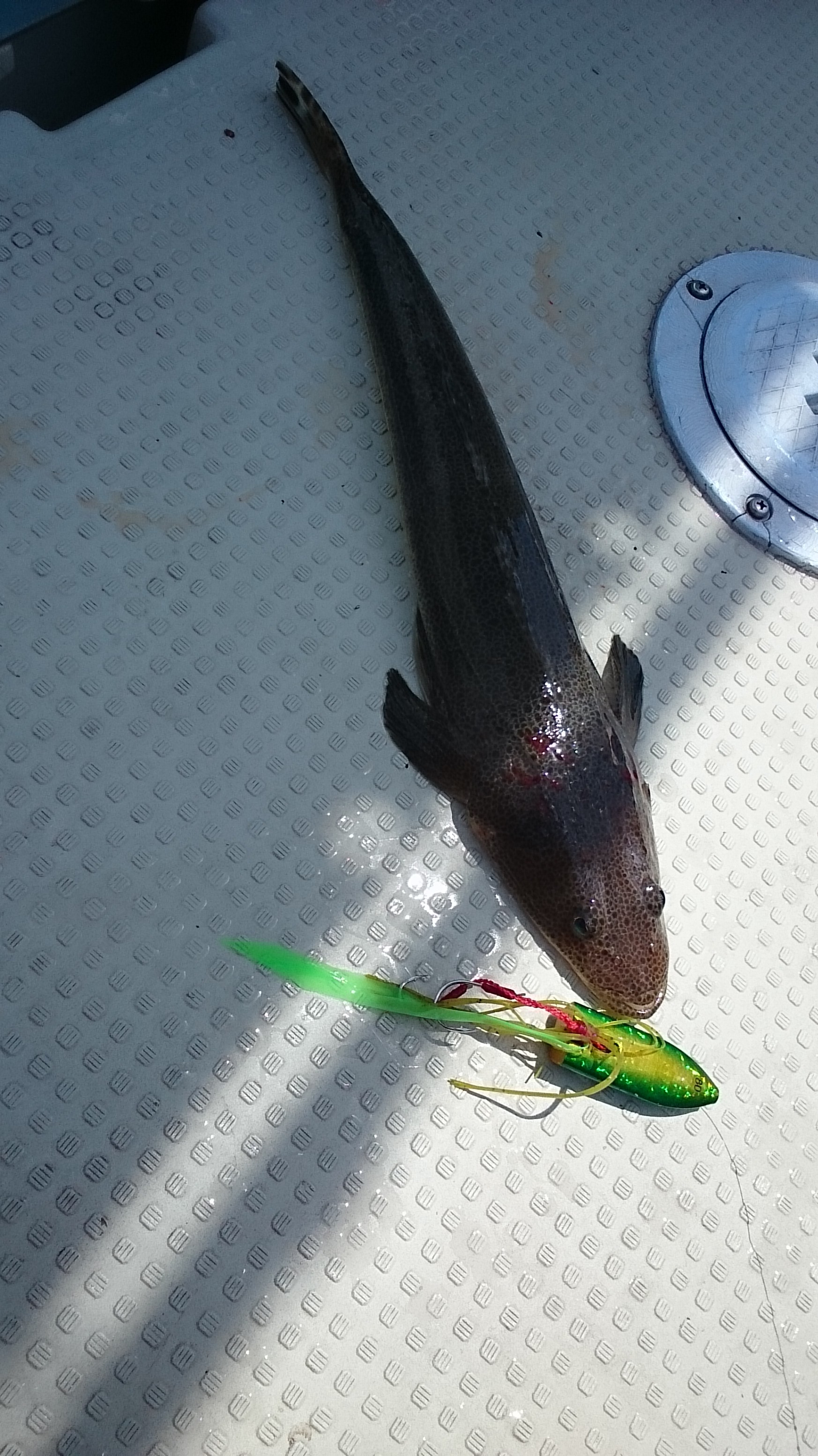 ���R,�V���D,�}�����Q�[�g,2017�N,6��4��,�^�C���o,�މ�