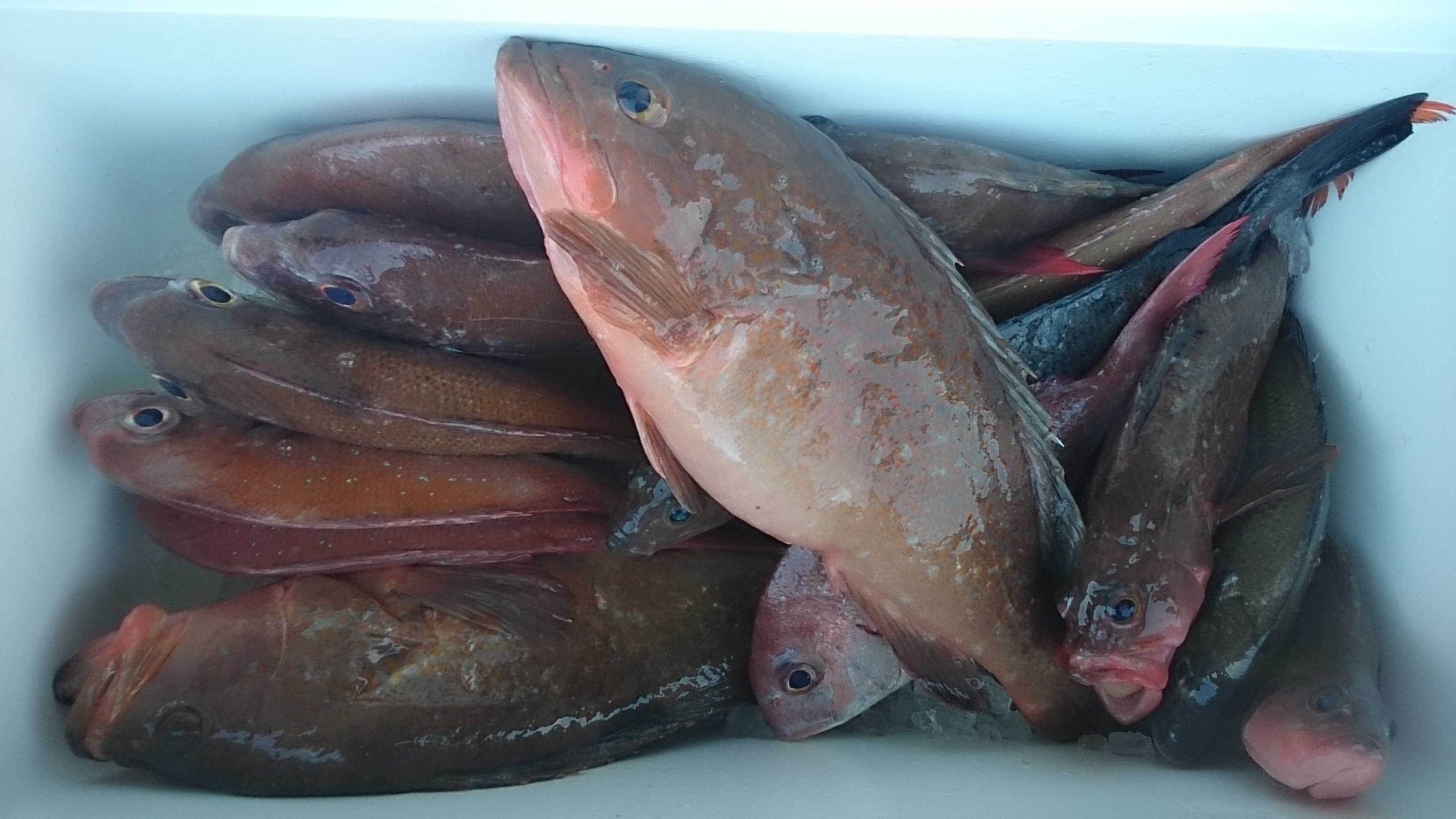 ���R,�V���D,�}�����Q�[�g,2017�N,7��30��,�e����,�^��