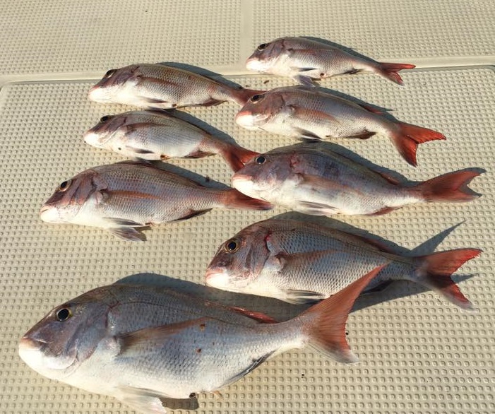 岡山県遊漁船HORIZON タイラバ 釣り 釣果情報