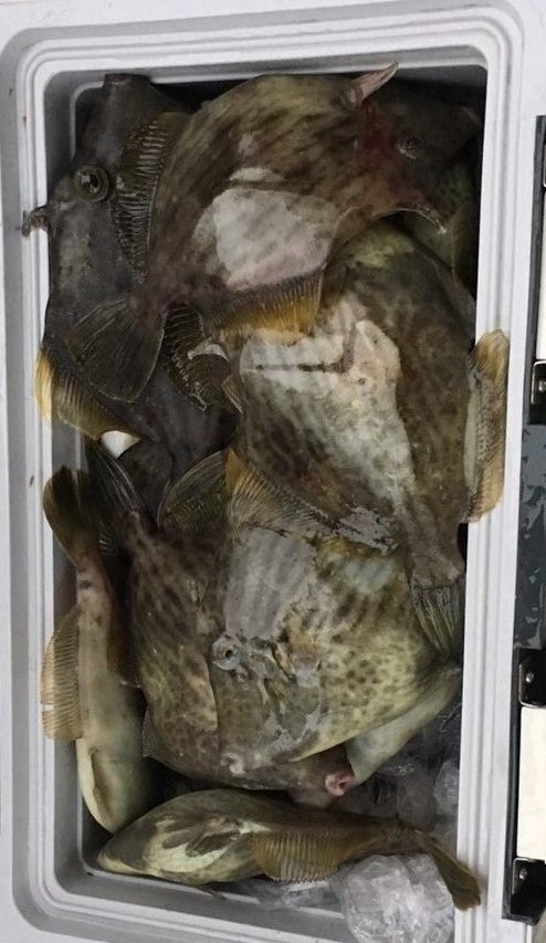 岡山県 遊漁船 HORIZON