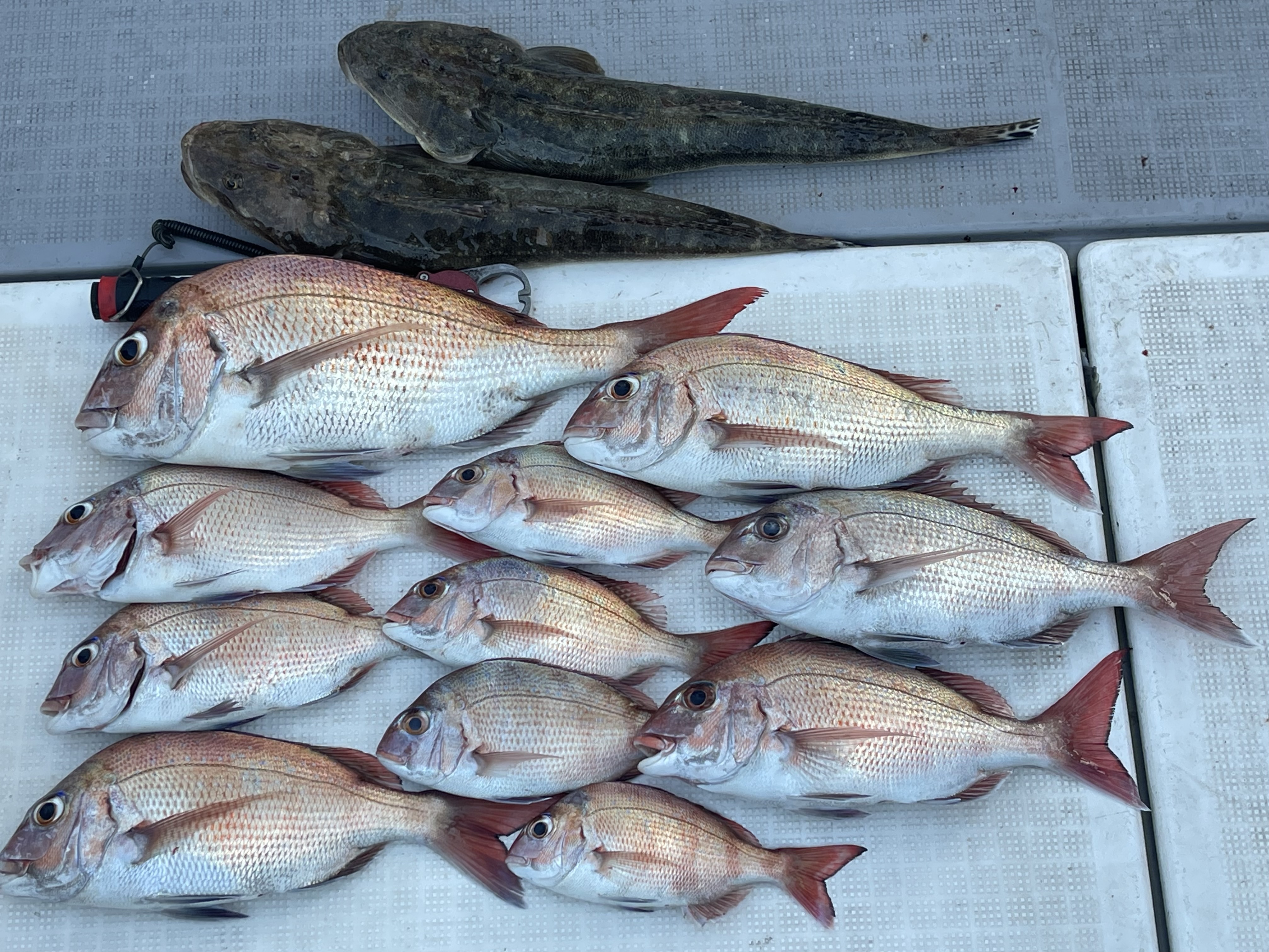 2025年11月22日のカワハギ調査とタイラバの釣果情報/岡山県遊漁船HORIZON