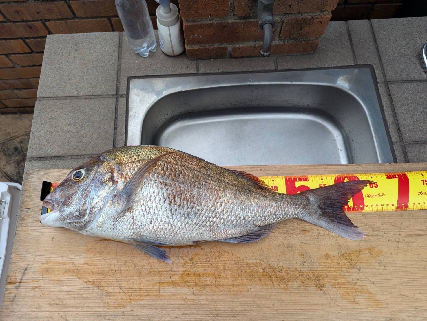 2025年6月7日のひとつテンヤの釣果情報/岡山県遊漁船HORIZON