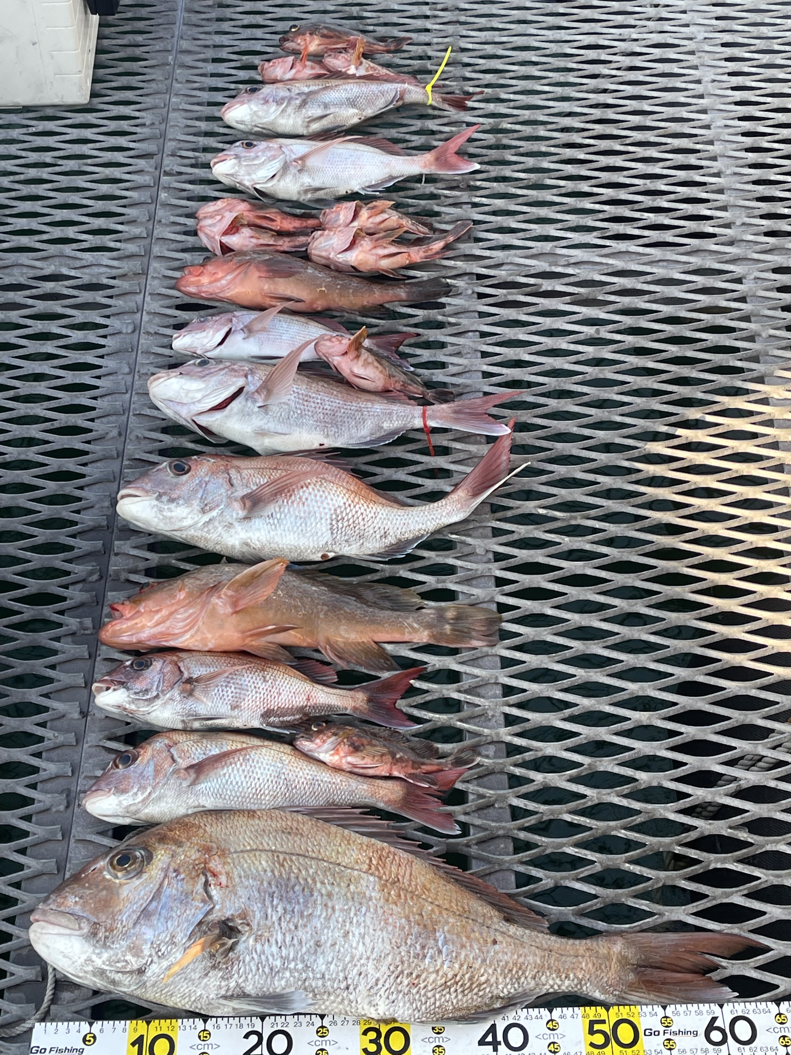 岡山県遊漁船HORIZON 一つテンヤ釣果情報