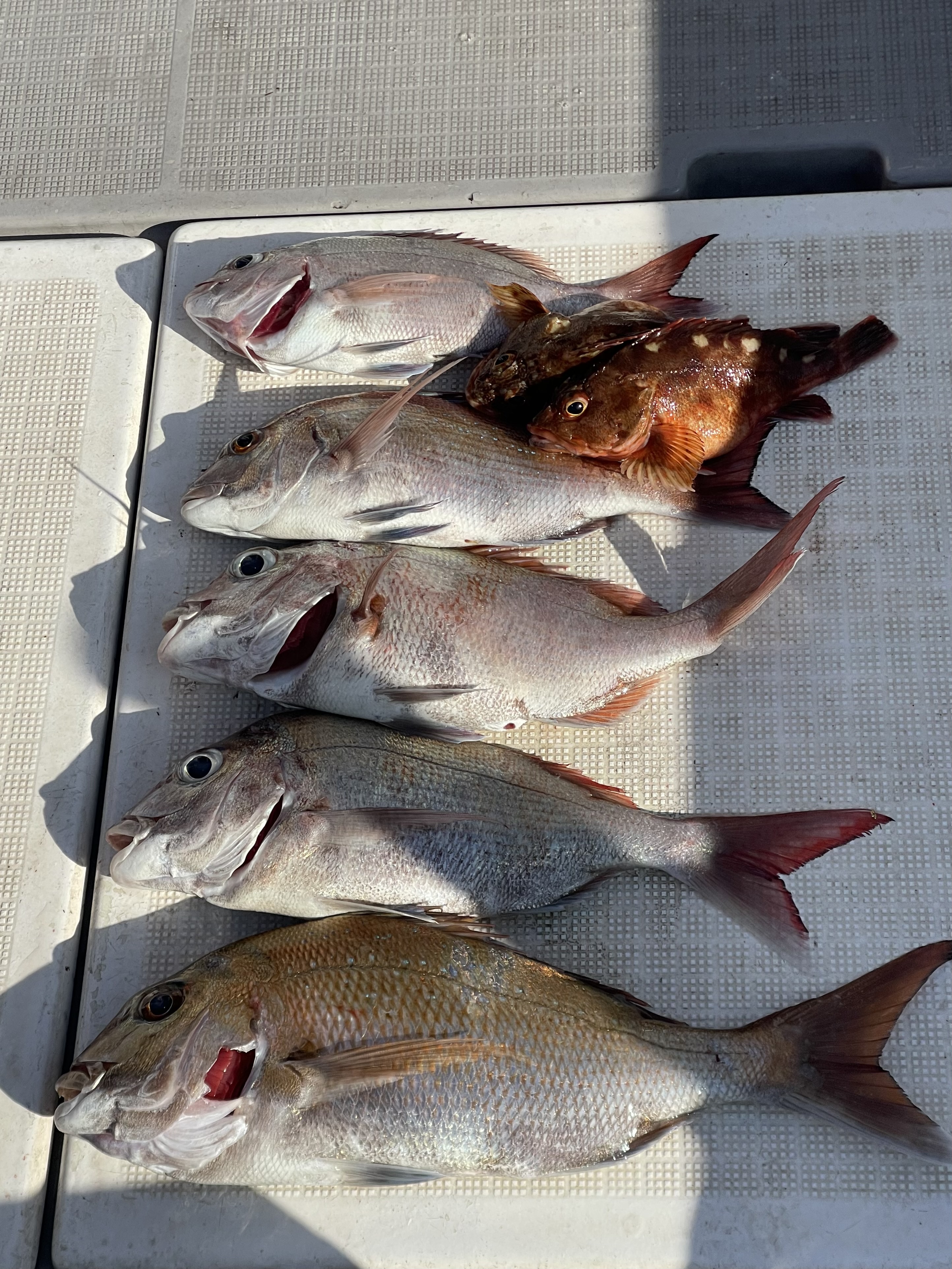 岡山県遊漁船HORIZON 一つテンヤ釣果情報