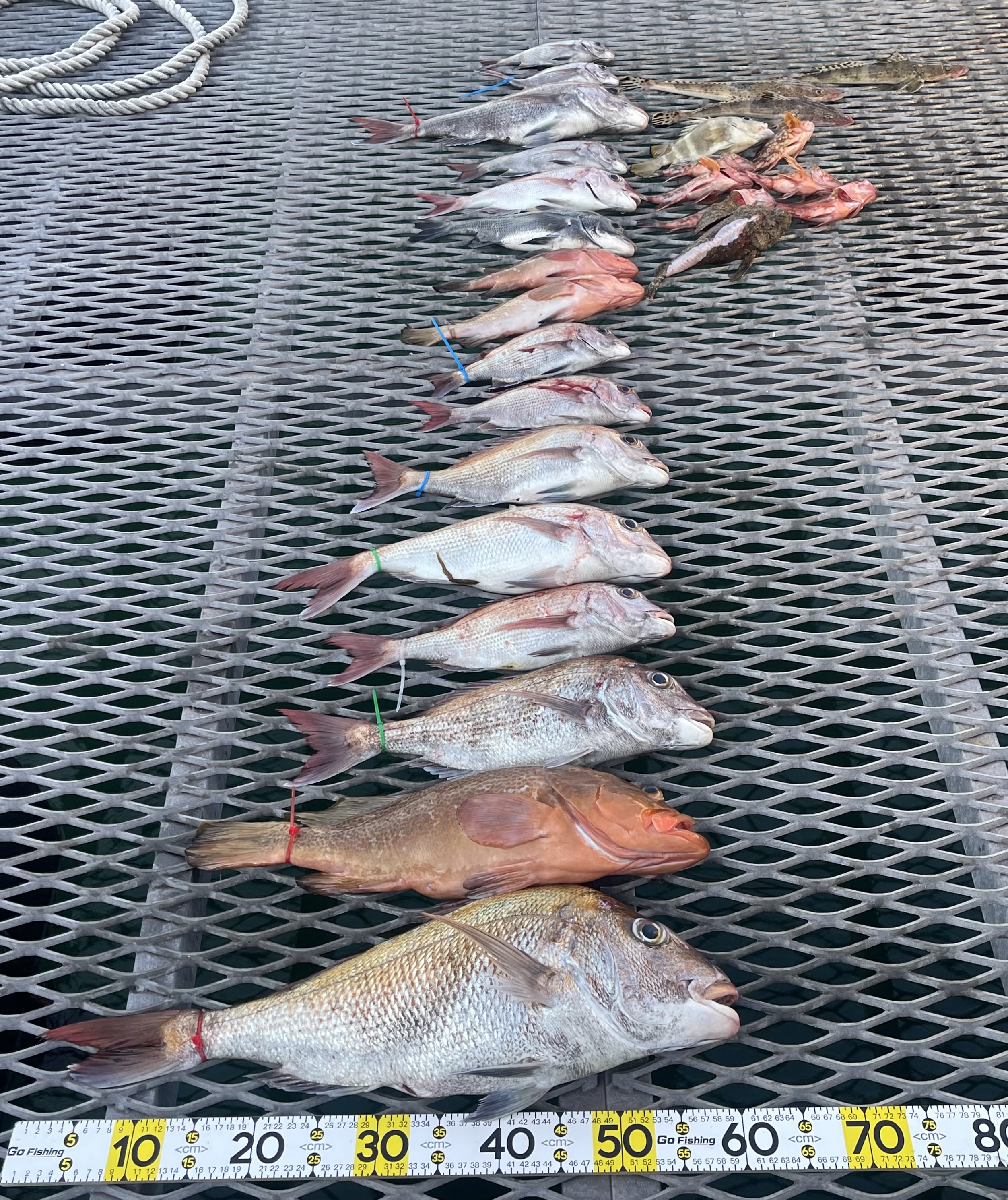 岡山遊漁船Horizon(ホライズン)2026年3月21日(土)一つテンヤの本日の釣果