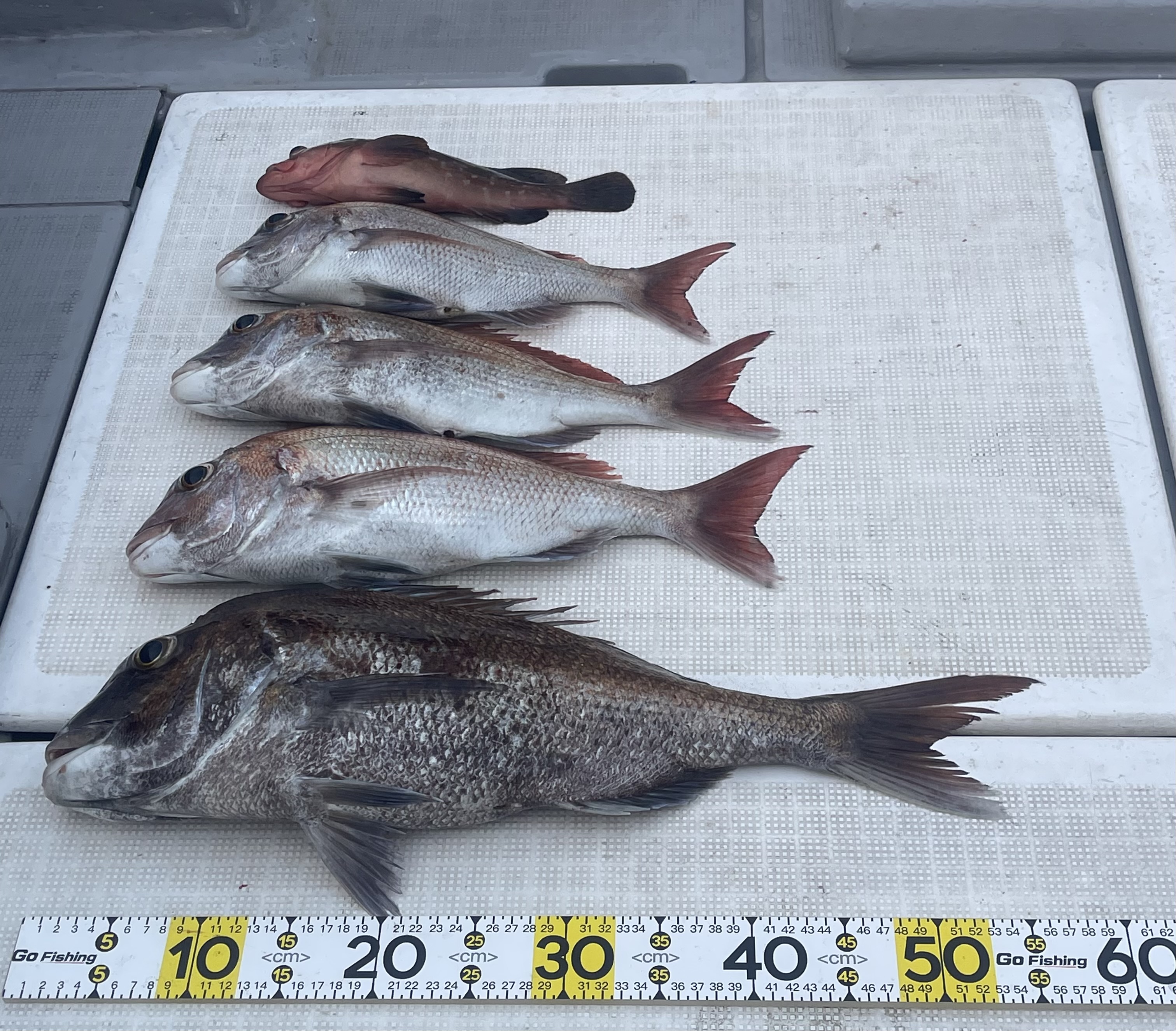 岡山県遊漁船HORIZON 一つテンヤ釣果情報