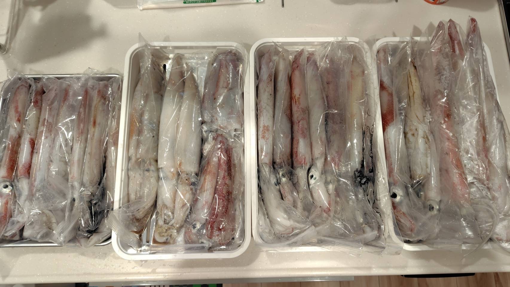 ケンサキイカ シロイカ 岡山県遊漁船HORIZON